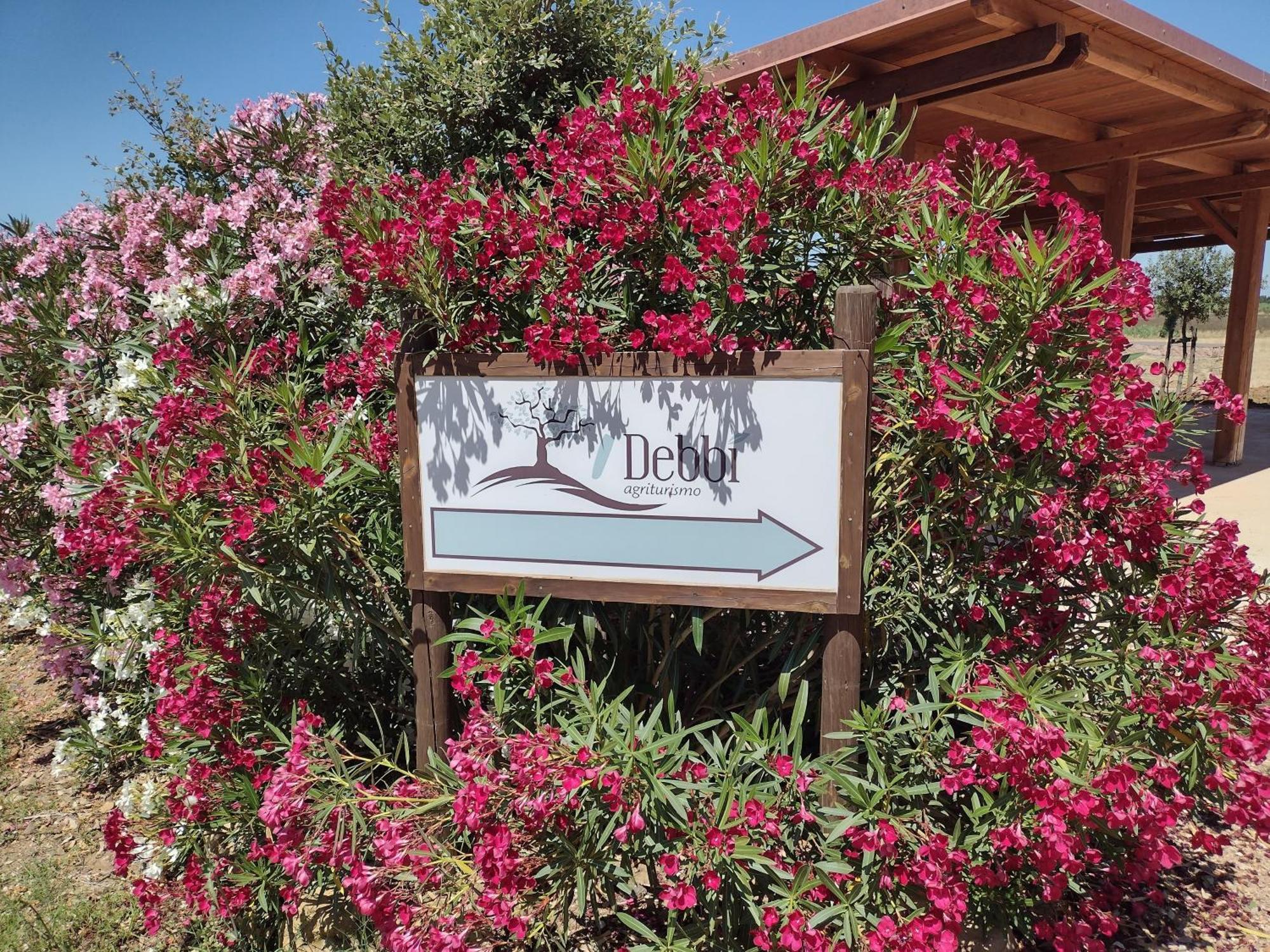 Agriturismo I Debbi Bibbona Zewnętrze zdjęcie