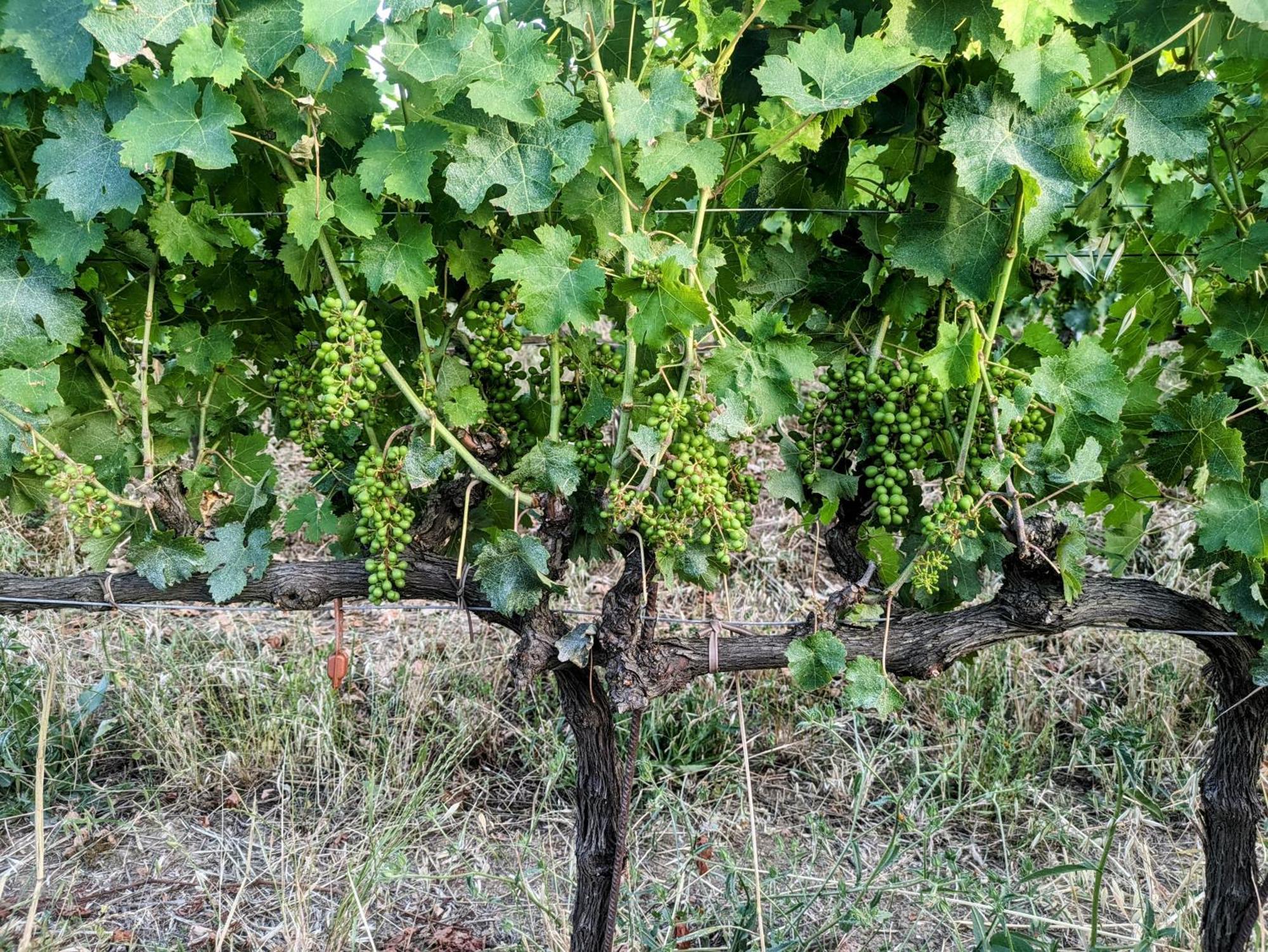 Agriturismo I Debbi Bibbona Zewnętrze zdjęcie