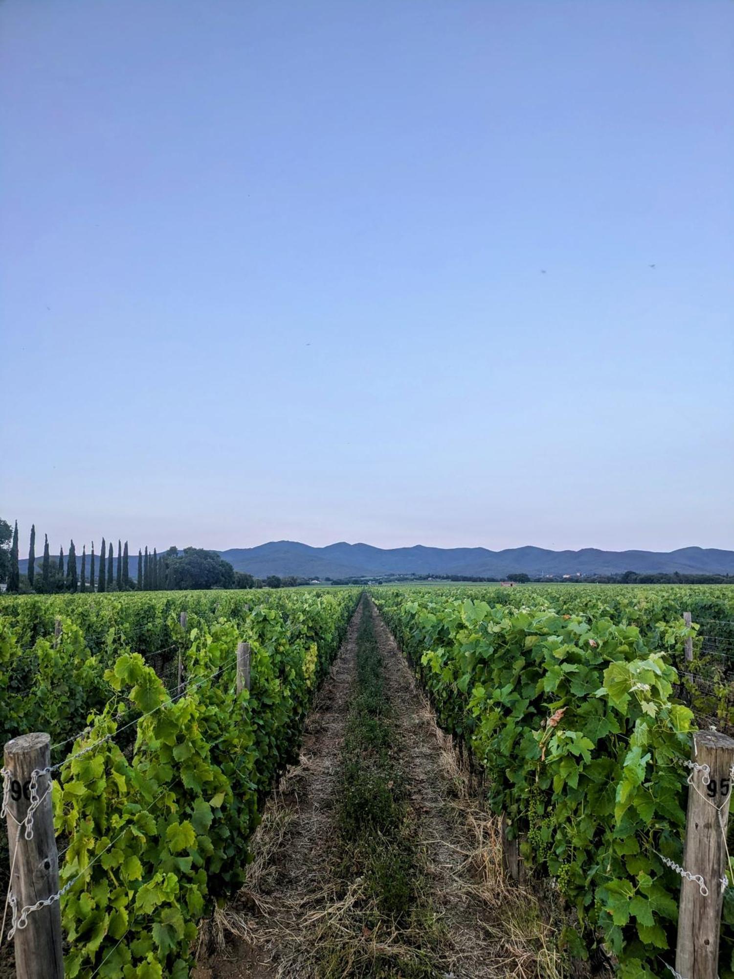 Willa Agriturismo I Debbi Bibbona Zewnętrze zdjęcie