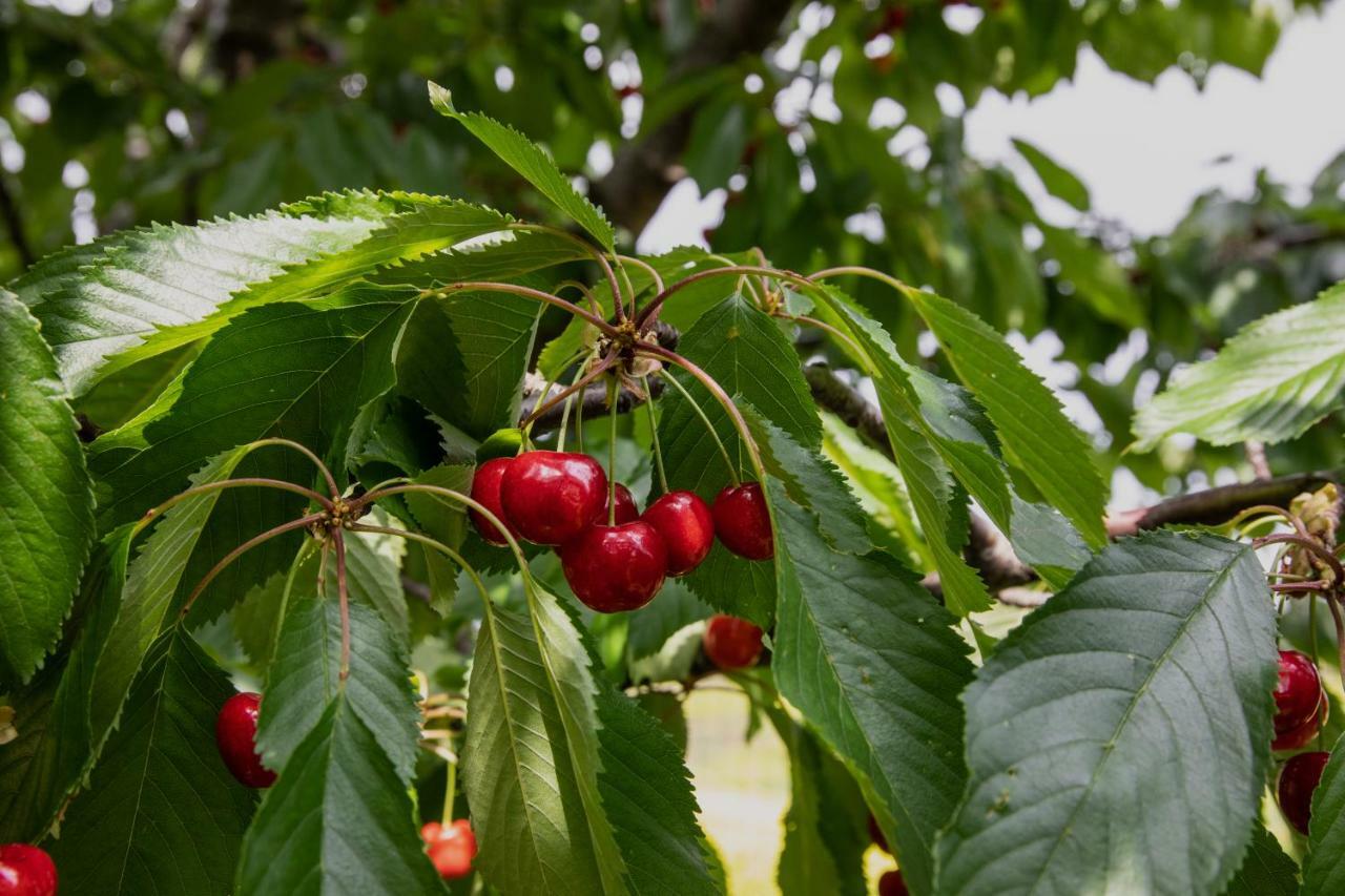 Agriturismo I Debbi Bibbona Zewnętrze zdjęcie